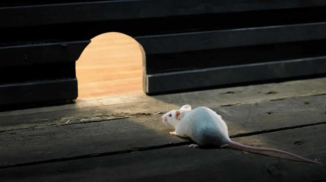 Rato escondido em casa